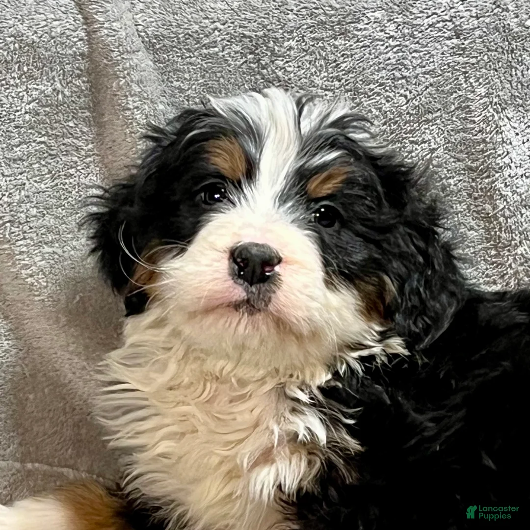 Bernedoodle dogs for sale: McCoy - Ad 5