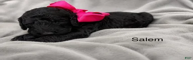 Salem