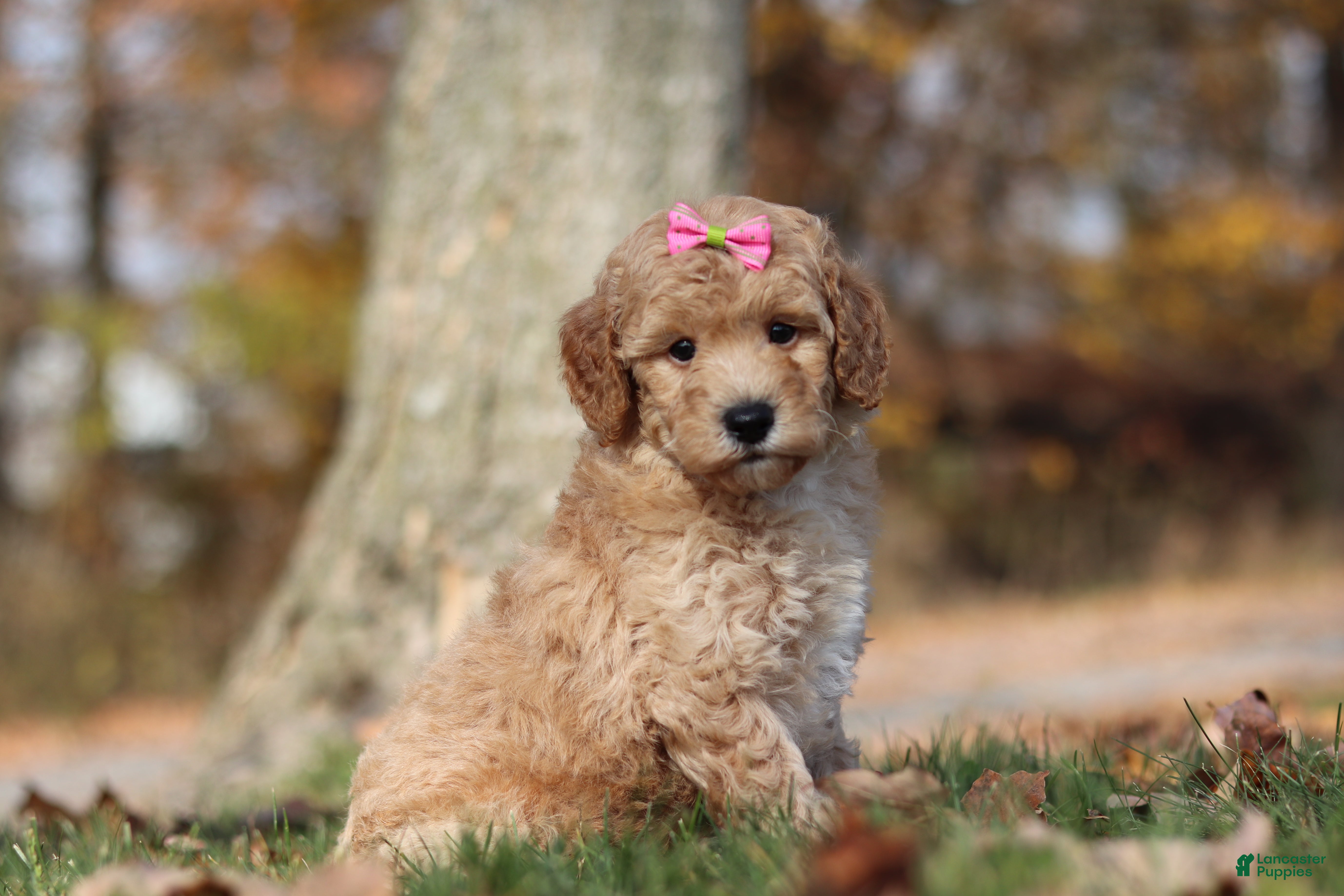 Miniature Poodle dogs for sale: Jewel (AKC) - Ad 2