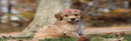 Miniature Poodle dogs for sale: Jewel (AKC) - Ad 2