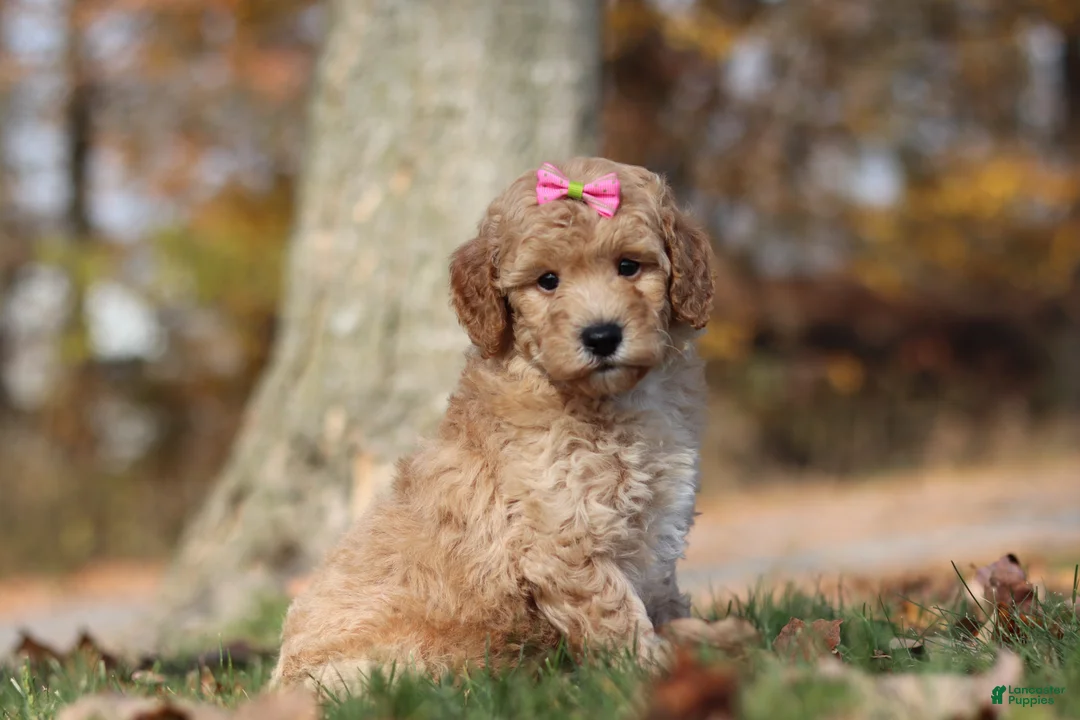 Miniature Poodle dogs for sale: Jewel (AKC) - Ad 2