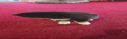 Shiba Inu dogs for sale: Tri-Color/Calico Female - Ad 7