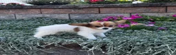 Papillon dogs for sale: Roxy  - Ad 3