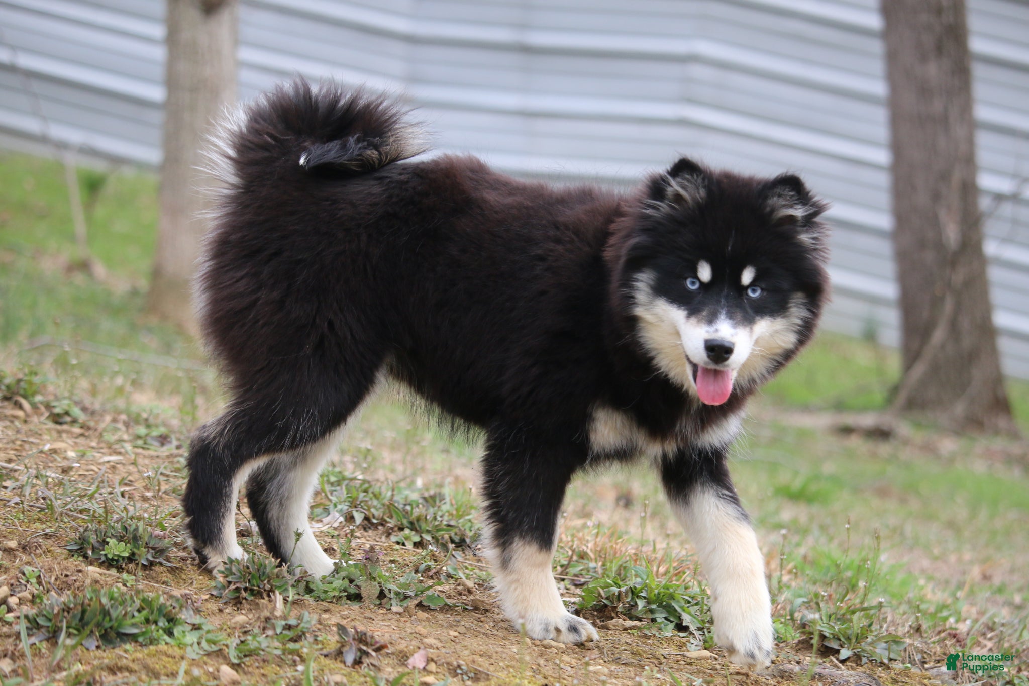Pomsky dogs Hope - Ad 2