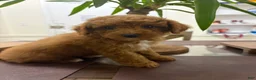 Toy Poodle dogs for sale: July - Ad 2