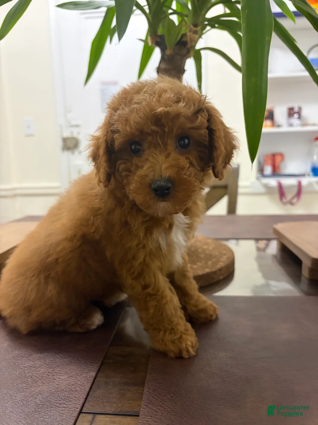 Toy Poodle dogs for sale: July - Ad 2