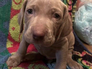 Weimaraner dogs - Ad 6