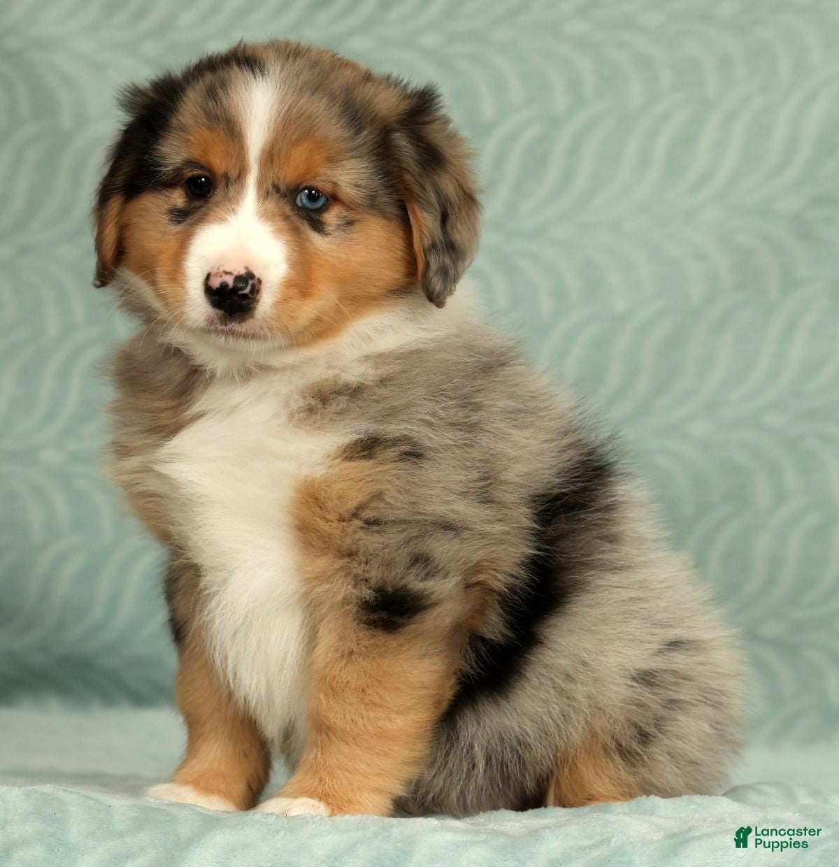 Australian Shepherd dogs for sale: Hunter - Ad 5