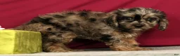 Cavapoo dogs for sale: Sage - Ad 4