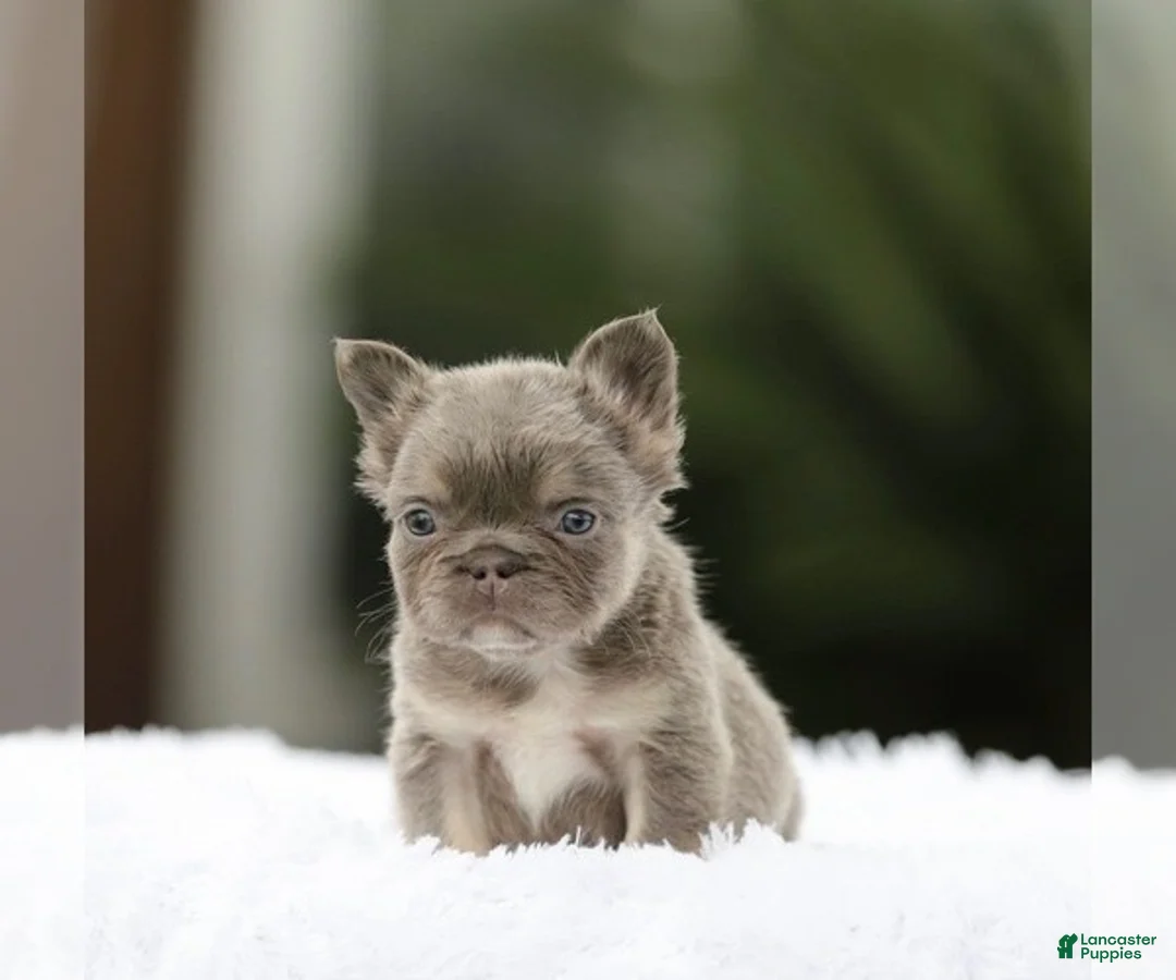 French Bulldog dogs for sale: SHANIA - LILAC TAN FLUFFY IN LA CA - USA DELIVERY - Ad 7