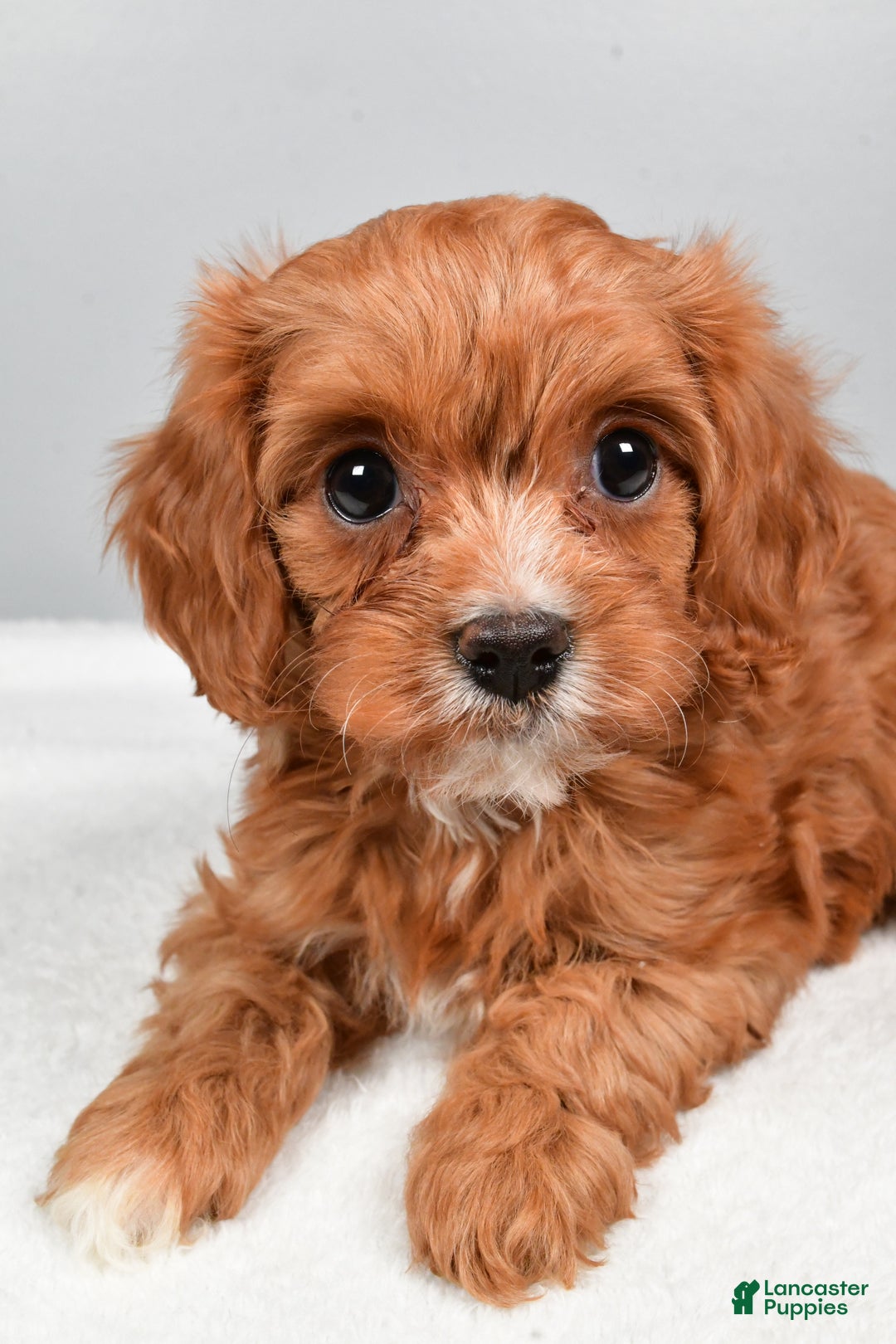 Cavapoo dogs for sale: Sasha - Ad 1