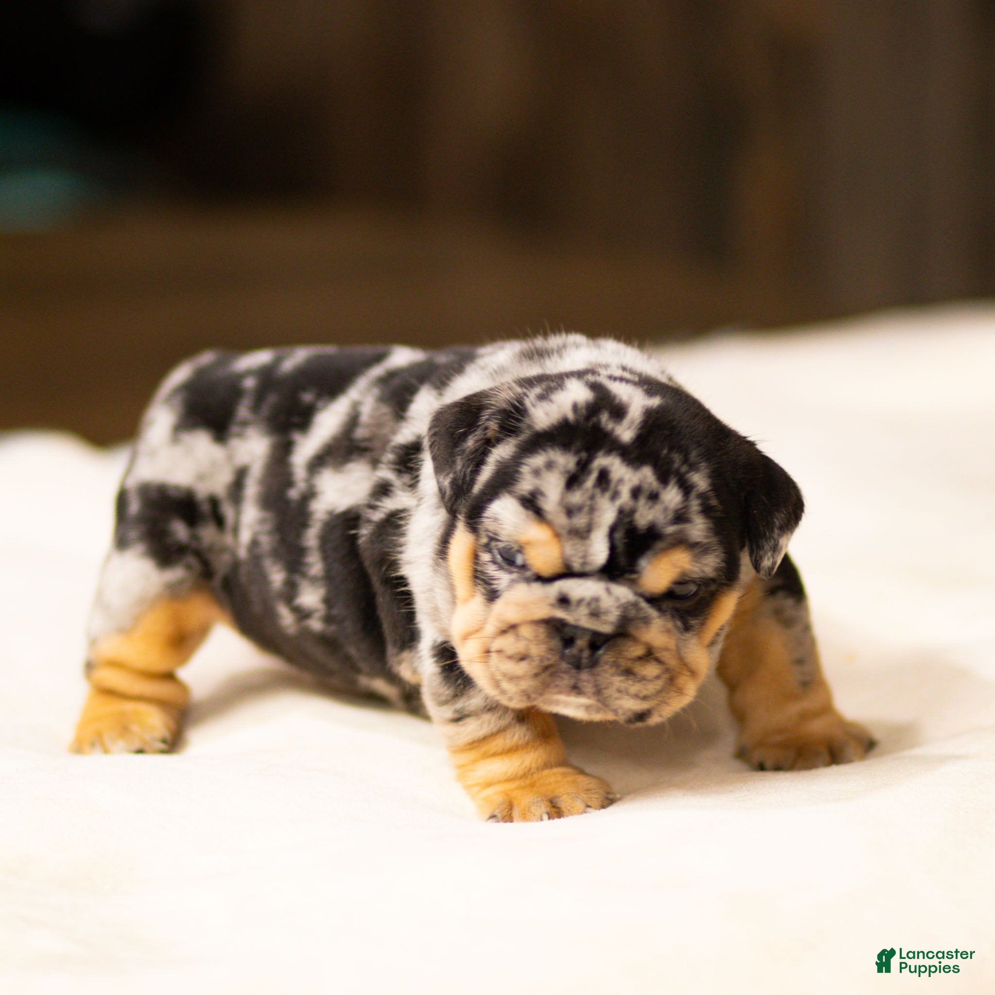 English Bulldog dogs Stephen English Bulldog Puppy  - Ad 2