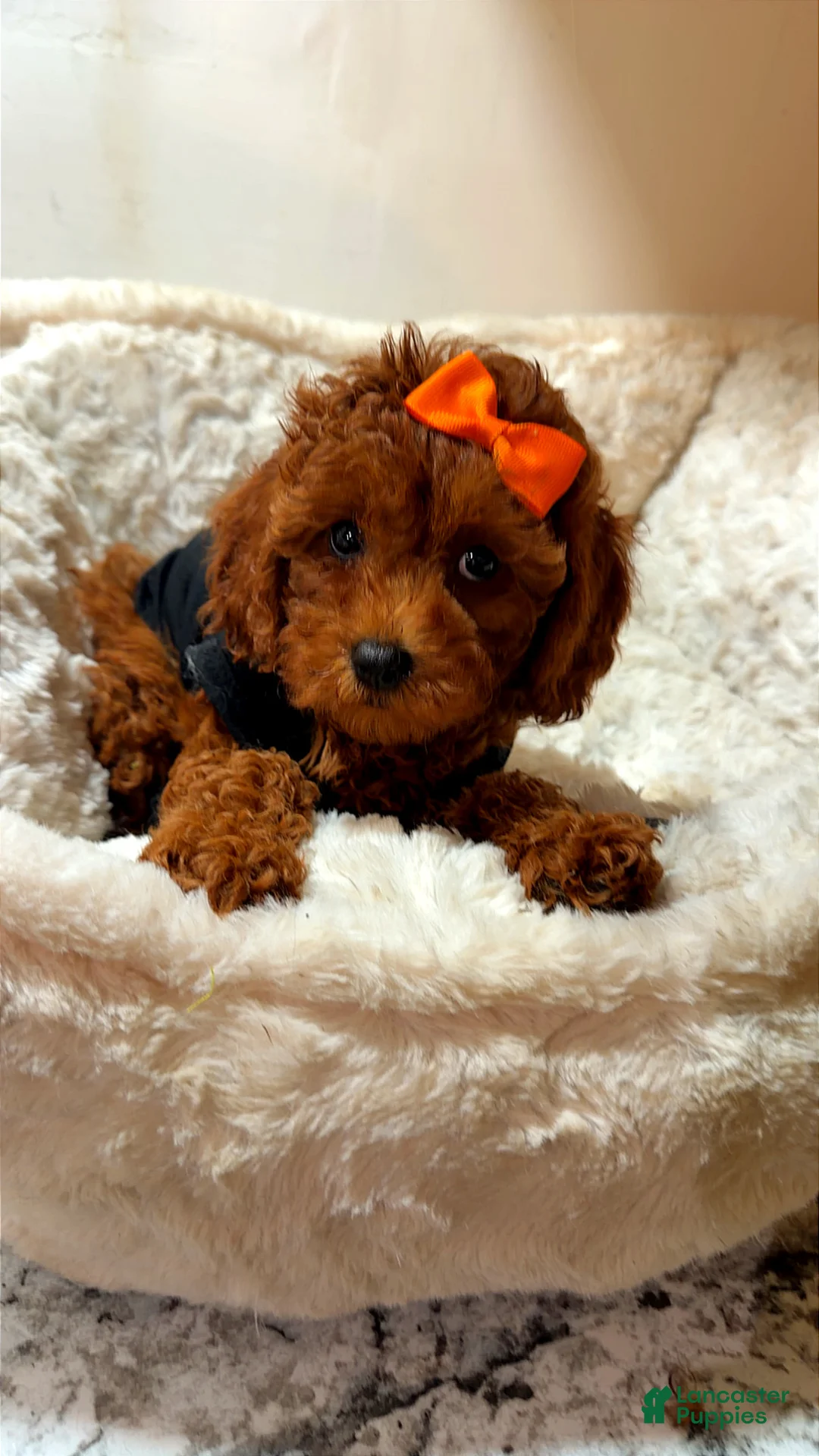 Toy Poodle dogs for sale: Pumpkin  - Ad 1
