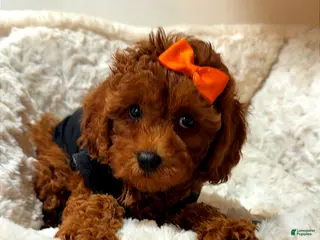 Toy Poodle dogs Pumpkin - Ad 6