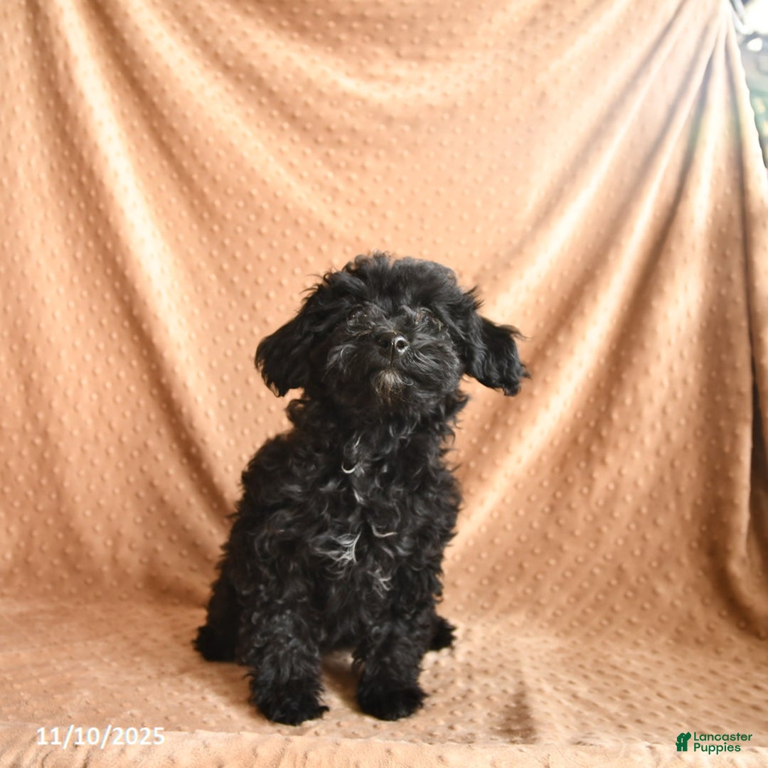 Mini Aussiedoodle dogs for sale: Honey - Ad 2