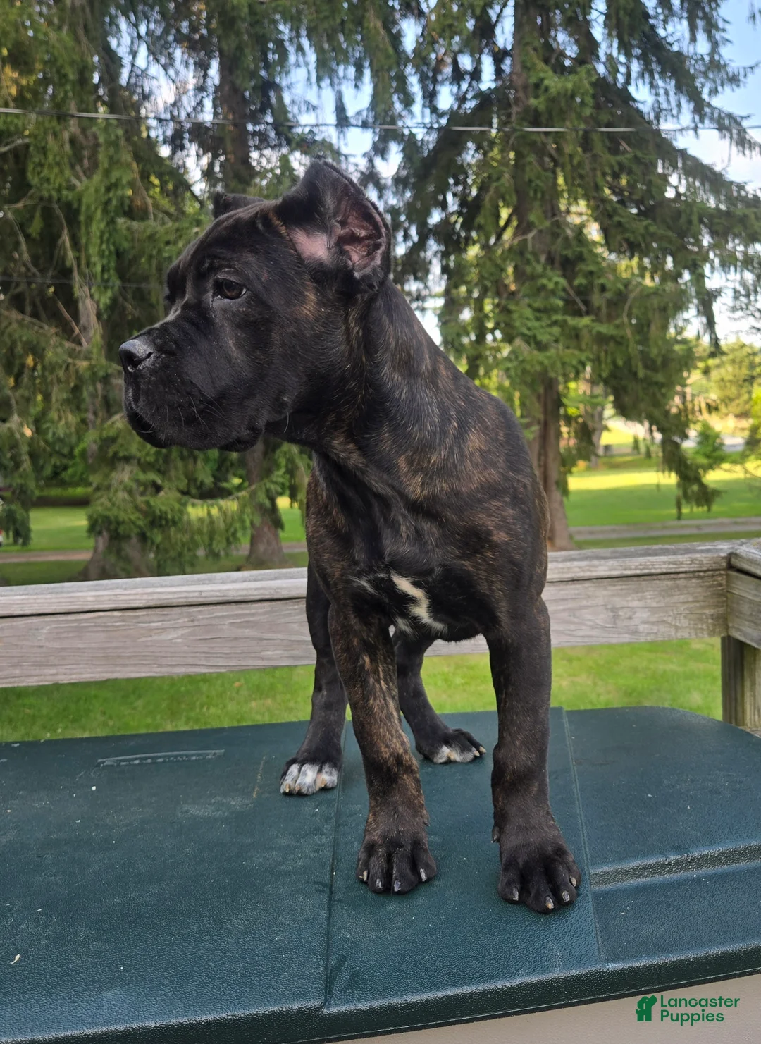 Cane Corso dogs for sale: Sage - Ad 1