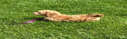 Goldendoodle dogs for sale: Daisy - Ad 3