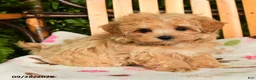 Maltipoo dogs for sale: Moxie - Ad 4