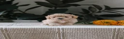 Maltipoo dogs for sale: Flint - Ad 5