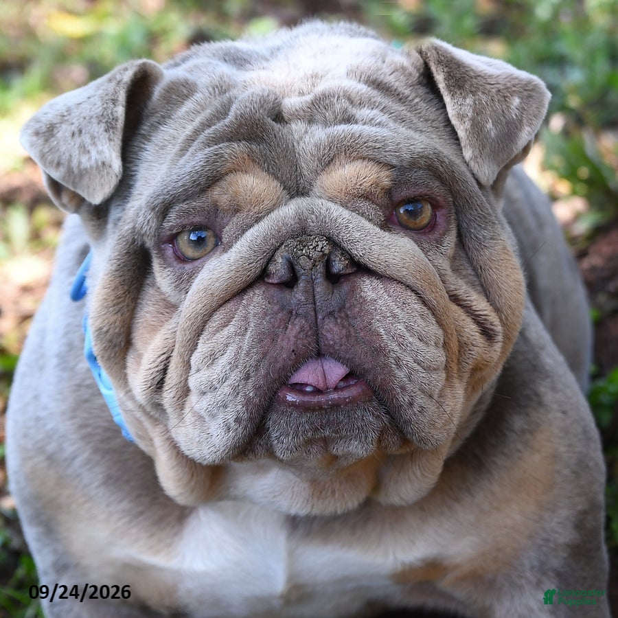 English Bulldog dogs Legend - Ad 2