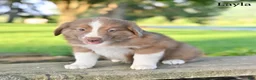 Australian Shepherd dogs for sale: Layla - Ad 1