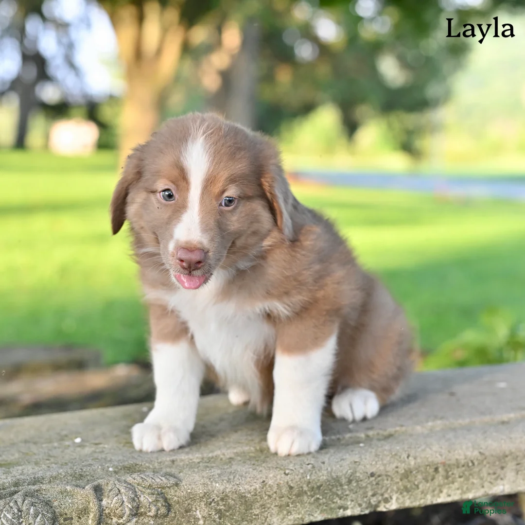 Australian Shepherd dogs for sale: Layla - Ad 1