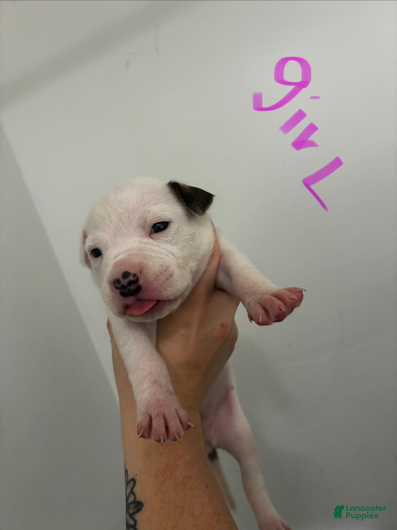 American Staffordshire Terrier dogs American Staffordshire Terrier 6 - Ad 12