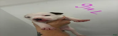 American Staffordshire Terrier 6