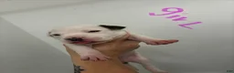 American Staffordshire Terrier dogs for sale: American Staffordshire Terrier 6 - Ad 1
