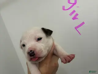 American Staffordshire Terrier dogs American Staffordshire Terrier 6 - Ad 32