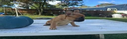 French Bulldog dogs for sale: Pou - Ad 5