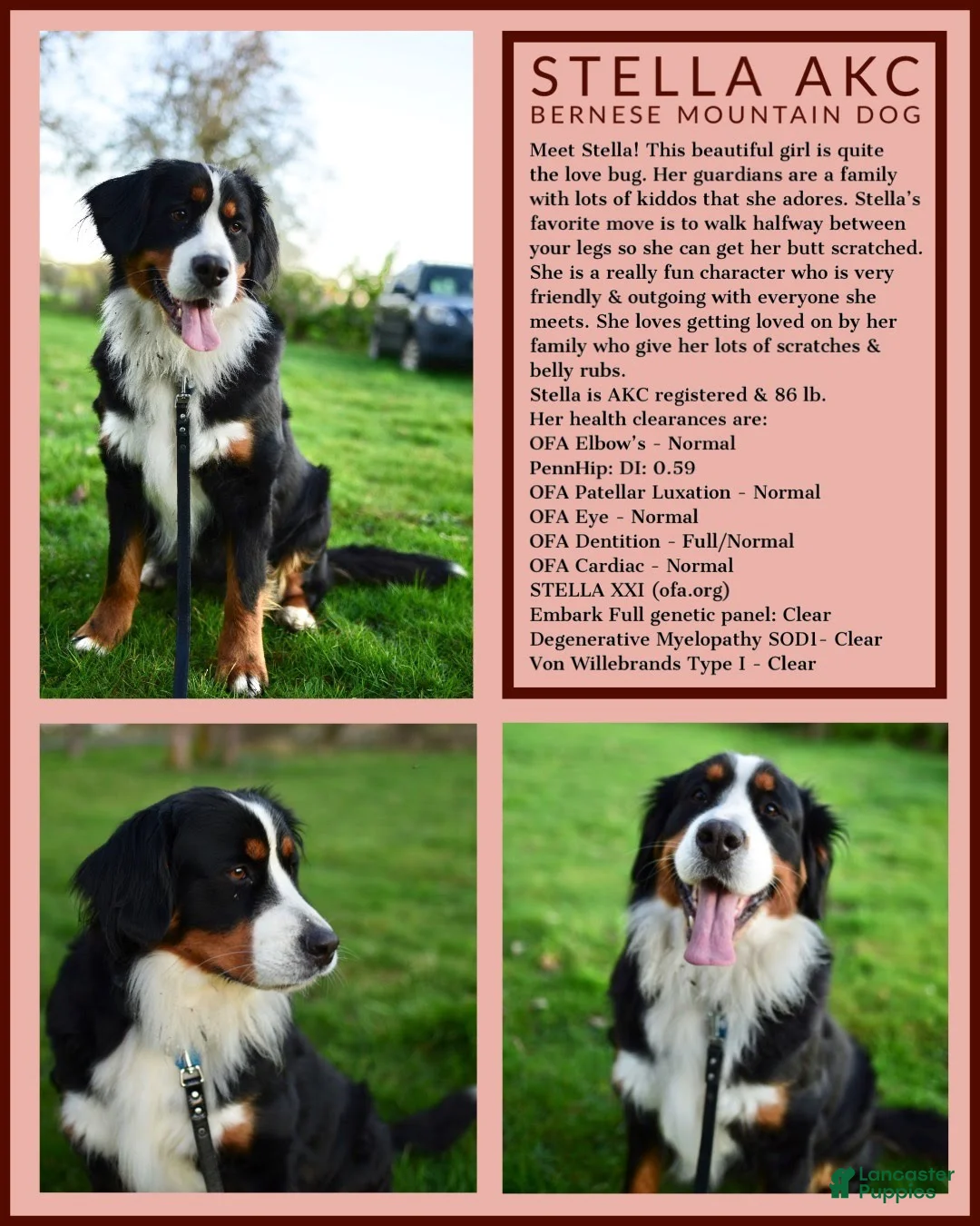 Bernese Mountain Dog dogs for sale: Bernese Mountain Dog Puppy 1 - Ad 8
