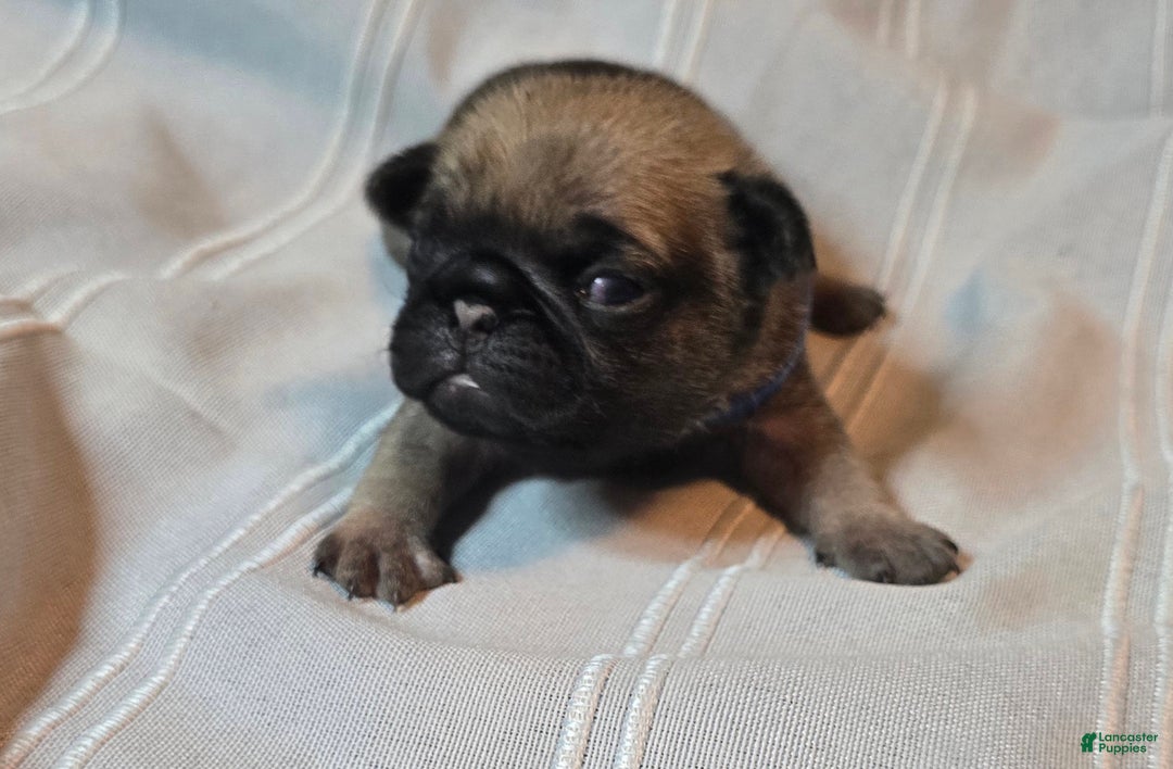 Pug dogs for sale: Freddie - Ad 3