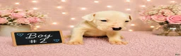 American Pit Bull Terrier dogs for sale: American Pit Bull Terrier 7 - Ad 2