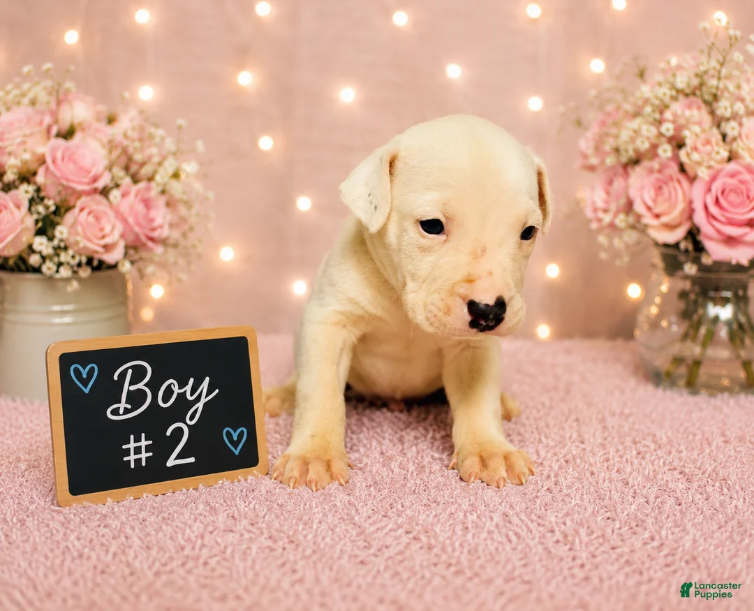 American Pit Bull Terrier dogs for sale: American Pit Bull Terrier 7 - Ad 2