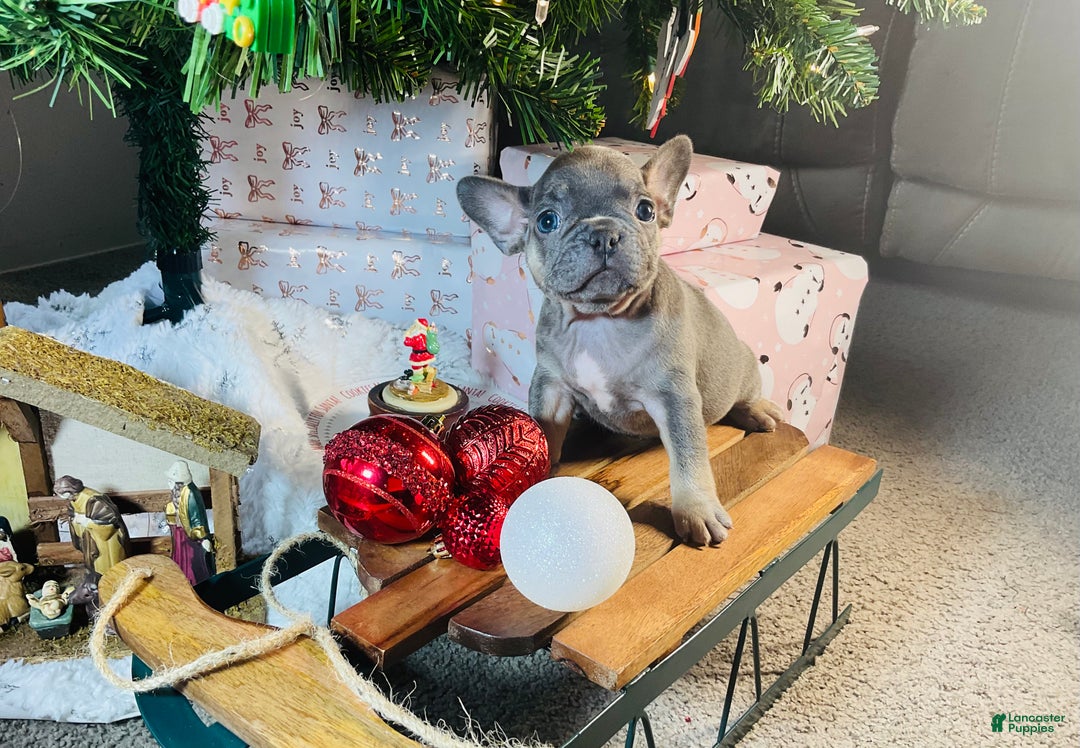 French Bulldog dogs for sale: Stella - Ad 6