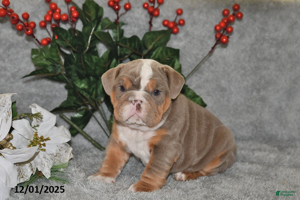 English Bulldog dogs Suntastic - Ad 6