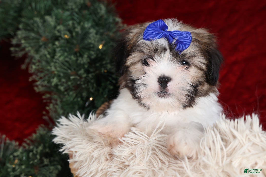 Shih Tzu dogs for sale: Jared - Ad 4