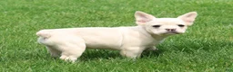 French Bulldog dogs for sale: Nora - Ad 1