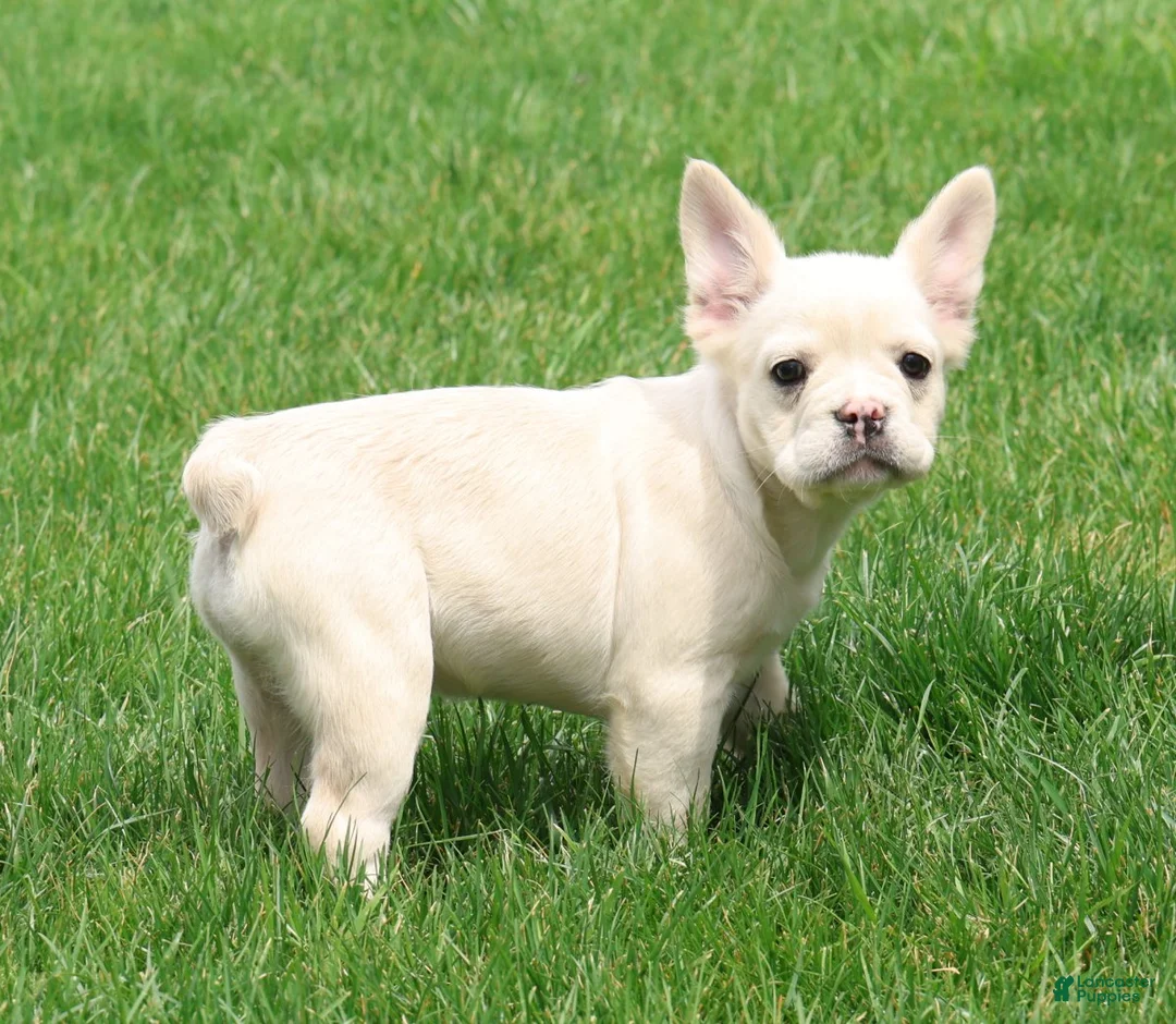 French Bulldog dogs for sale: Nora - Ad 1