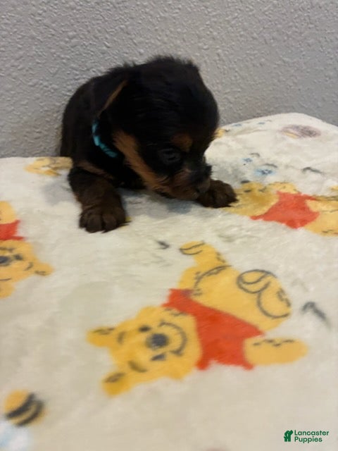 Yorkshire Terrier dogs Boy 2 - Ad 1