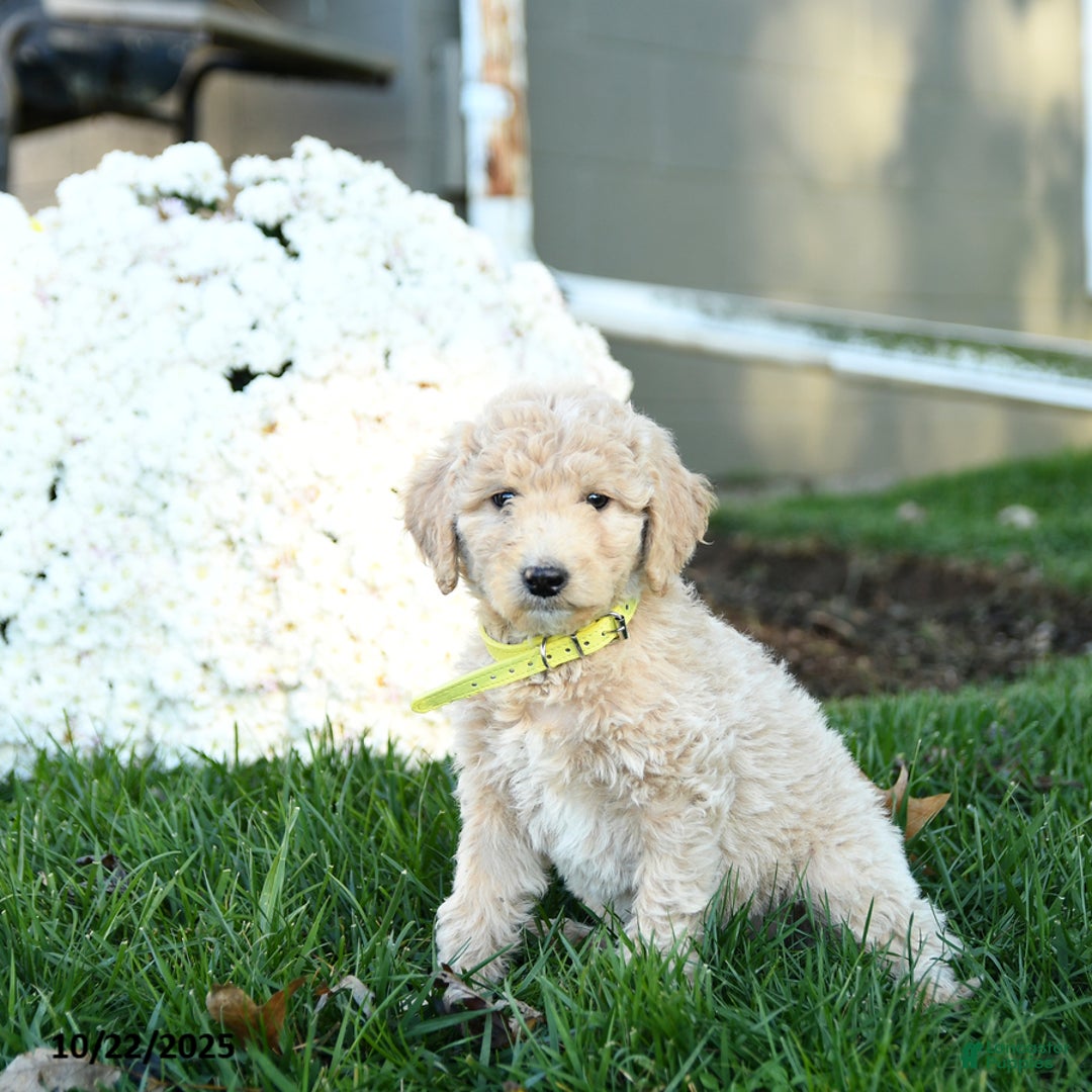 Goldendoodle dogs for sale: Bobby - Ad 5