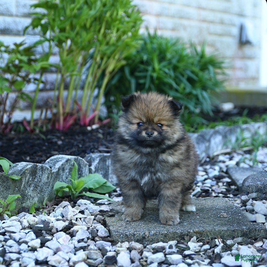 Pomeranian dogs Buster - Ad 2