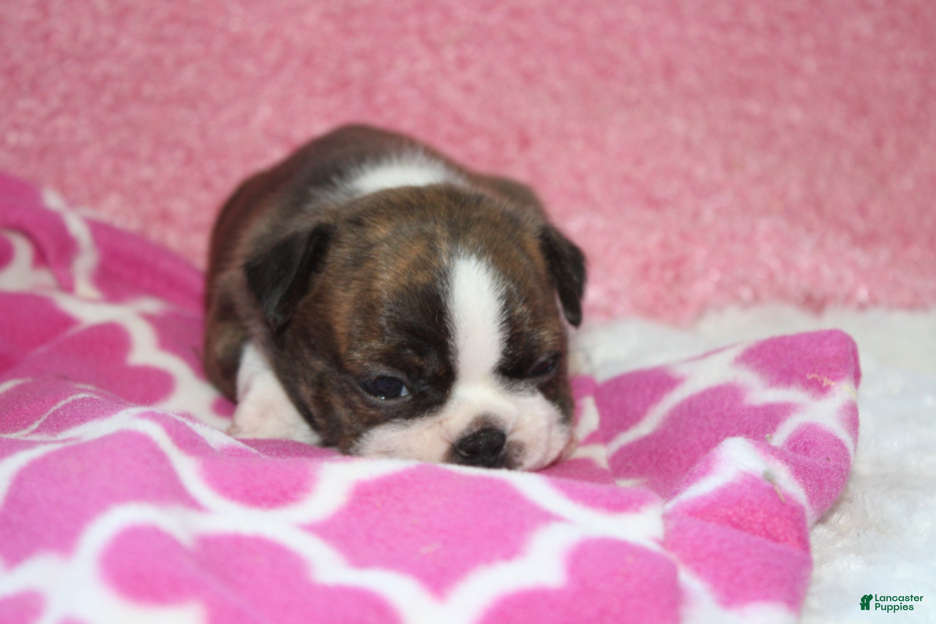 Boston Terrier dogs GALA   *AKC* - Ad 2