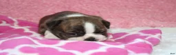 Boston Terrier dogs for sale: GALA   *AKC* - Ad 2