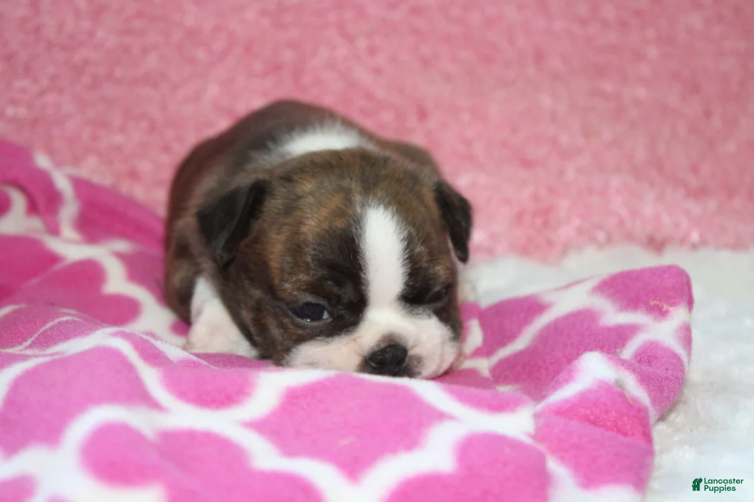 Boston Terrier dogs for sale: GALA   *AKC* - Ad 2