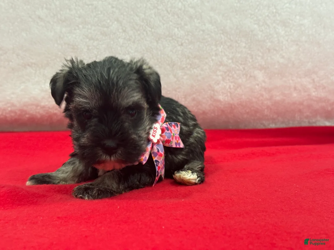 Miniature Schnauzer dogs for sale: Lyla Female 1 - Ad 4