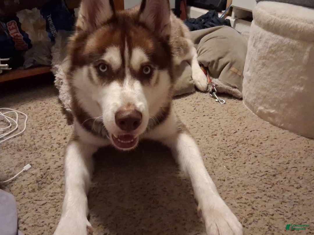 Siberian Husky dogs Siberian Husky 1 - Ad 27