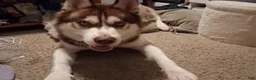 Siberian Husky dogs for sale: Siberian Husky 1 - Ad 1