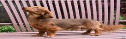 Miniature Dachshund dogs for sale: Buddy - Ad 5